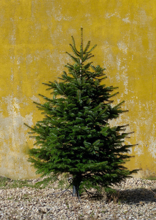 Mellem Nordmann-juletræ