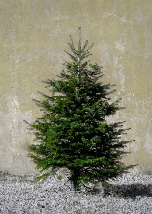 Mellem Nordmann-juletræ 150–175 cm fra Gl. Tangegaard