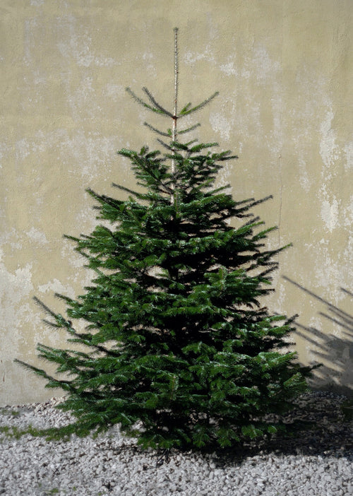 Stort Nordmann-juletræ 175–200 cm fra Gl. Tangegaard