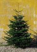 Kæmpe Nordmann-juletræ