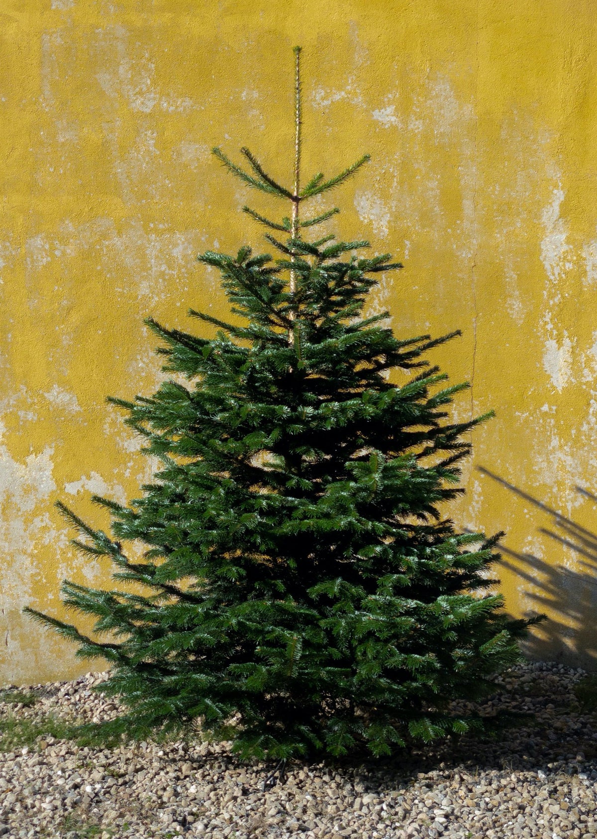Kæmpe Nordmann-juletræ